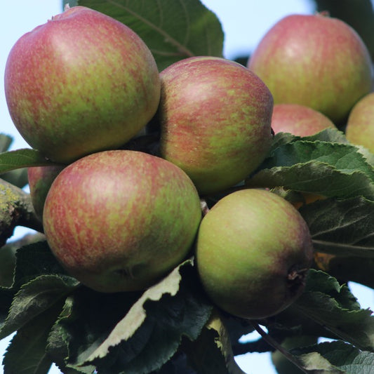 Malus d. 'Belle de Boskoop' (Pleached)