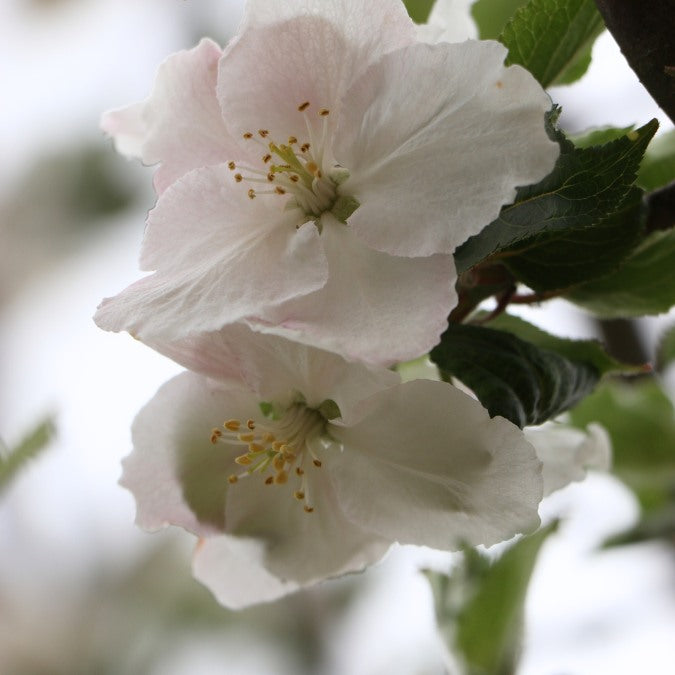 Malus d. 'Belle de Boskoop' (Pleached)