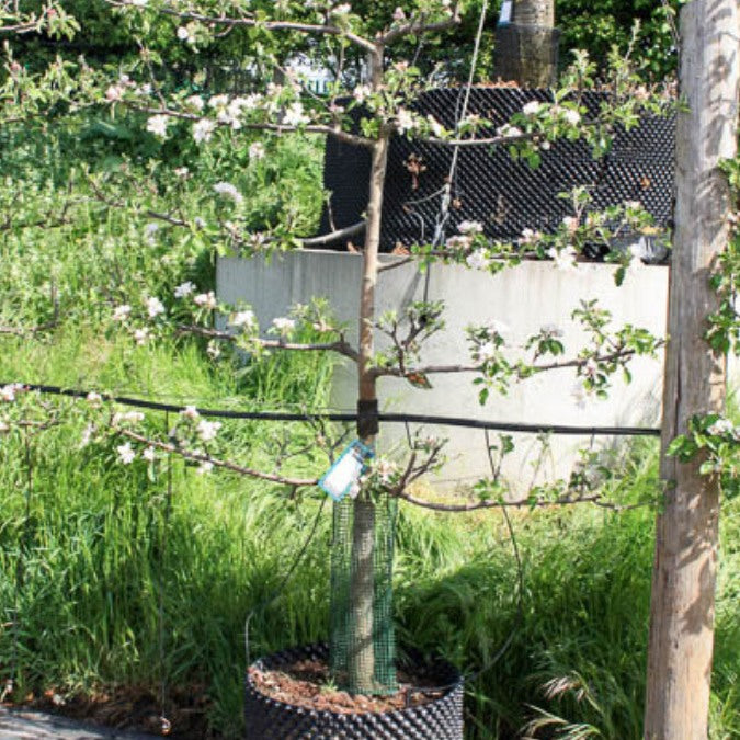 Malus d. 'Belle de Boskoop' (Pleached)