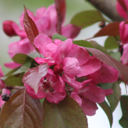 Malus toringo 'Scarlett'