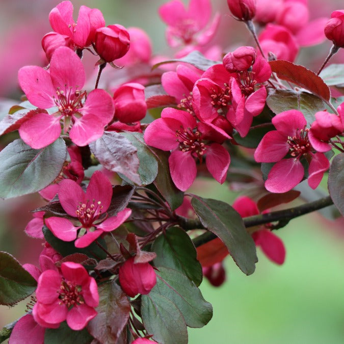 Malus toringo 'Scarlett'