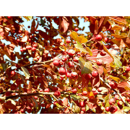 Malus toringo 'Scarlett'