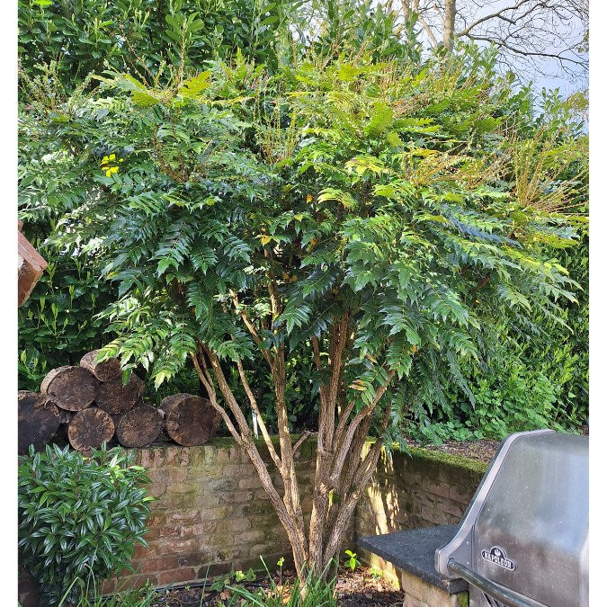 Mahonia x media 'Charity'