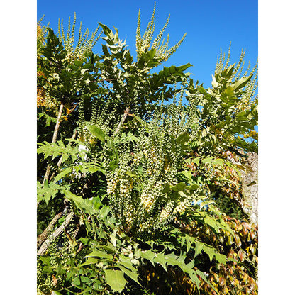 Mahonia x media 'Charity'