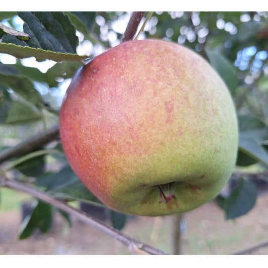 Malus d. 'Laxton Superb'