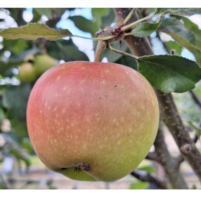 Malus domestica 'Worcester Pearmain'