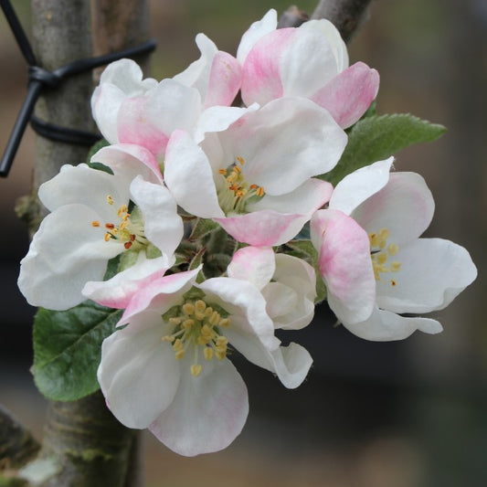 Malus d. 'Laxton Superb'