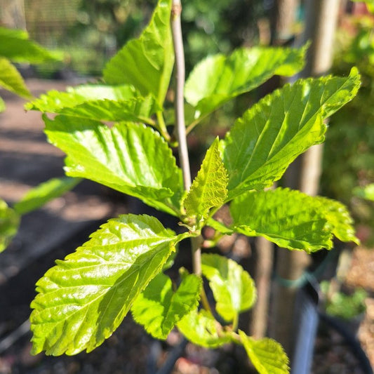 Morus alba 'Pendula'