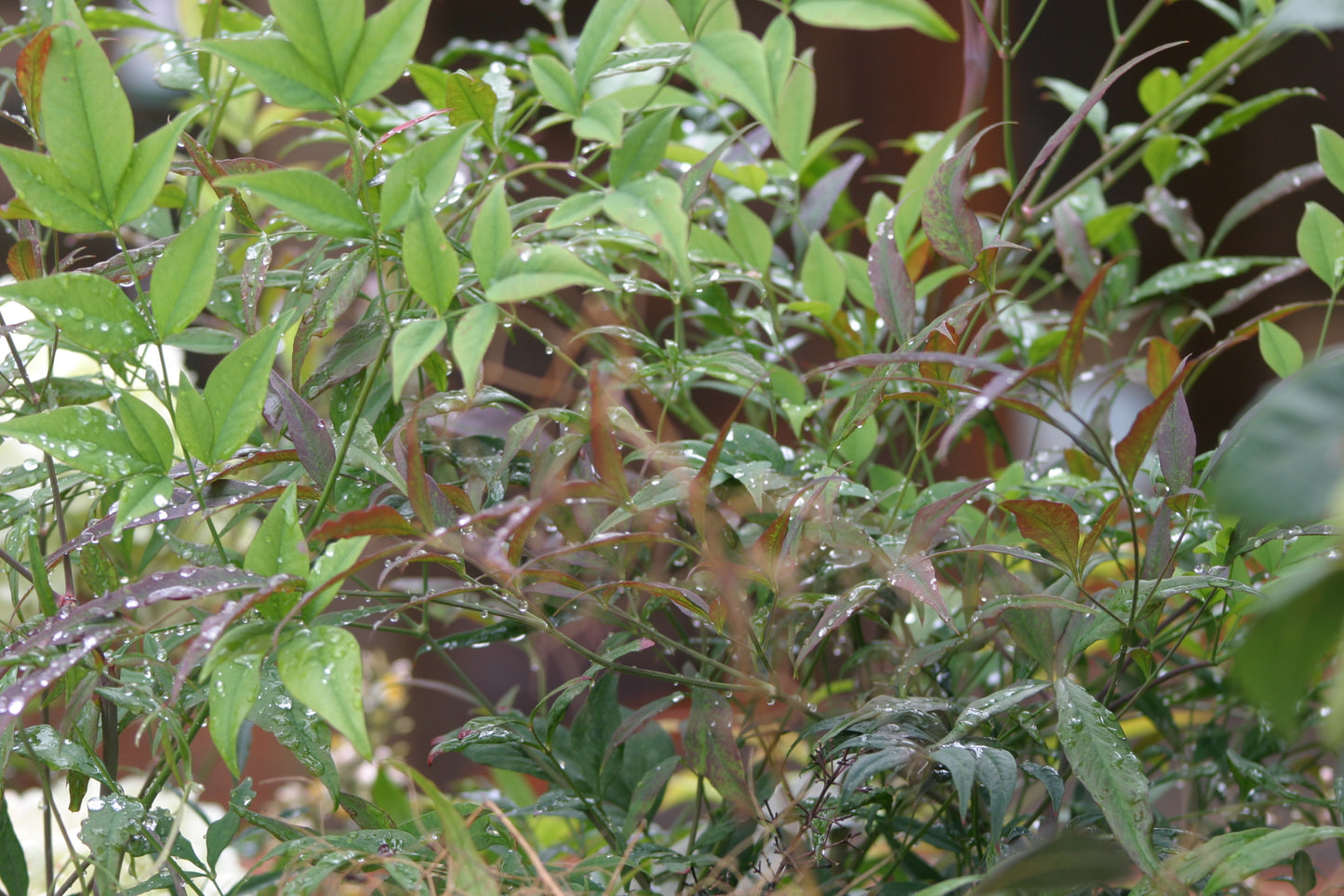 Nandina domestica