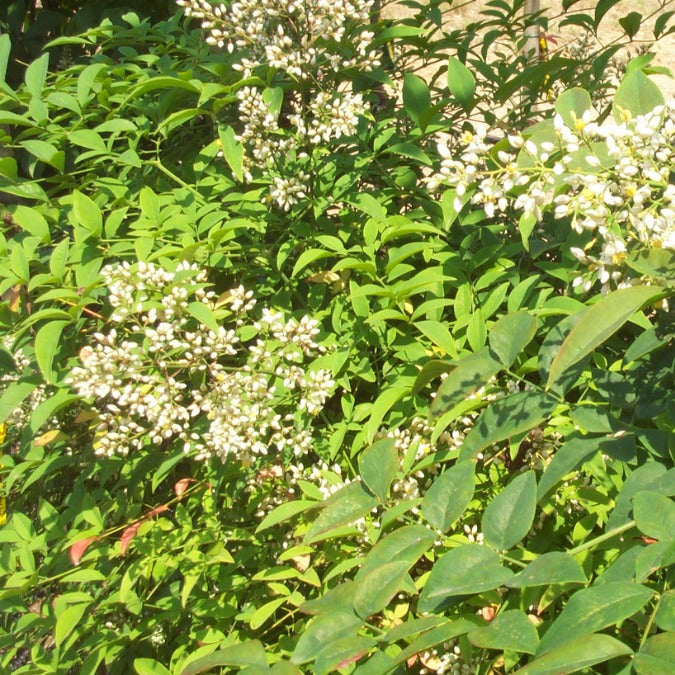 Nandina domestica