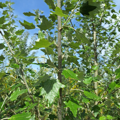 Populus alba 'Nivea'