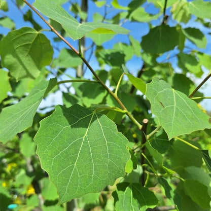 Populus tremula