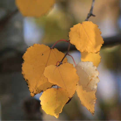 Populus tremula