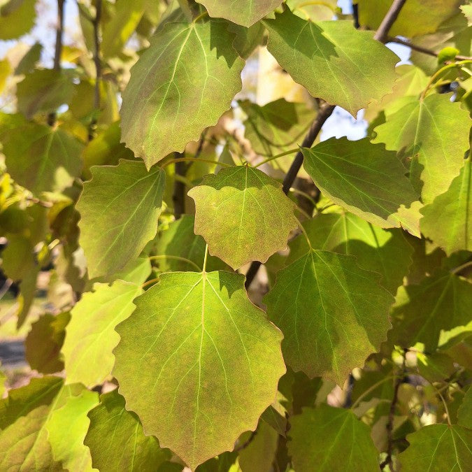 Populus tremula 'Erecta'