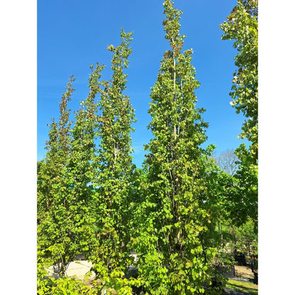 Populus tremula 'Erecta'