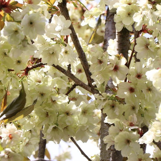 Prunus 'Ukon'