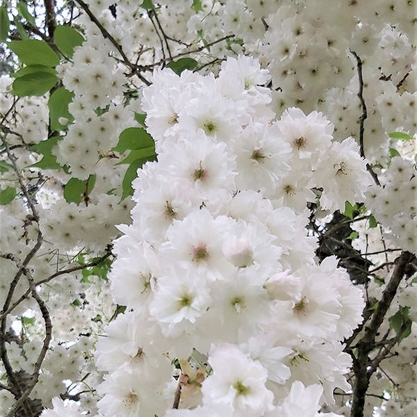 Prunus 'Shogetsu' – Majestic Trees