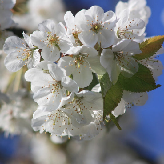 Prunus avium 'Landscape Bloom'