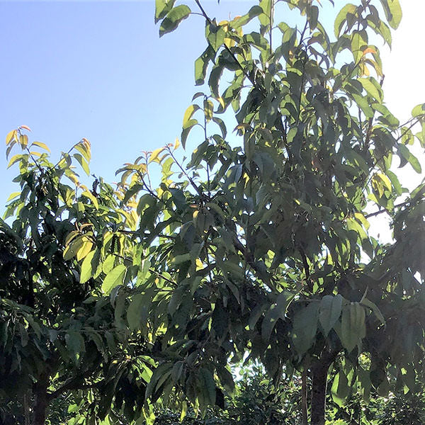 Prunus avium 'Van'