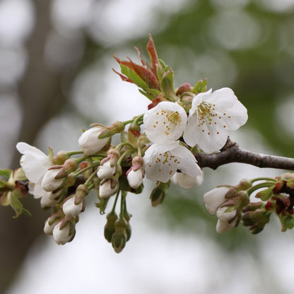 Prunus avium 'Hedelfingen'