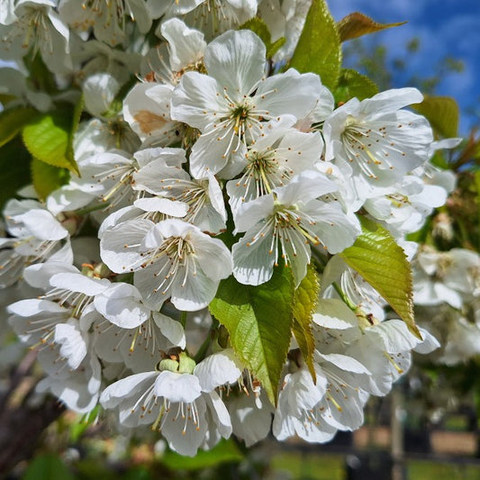 Prunus avium 'Lapins'