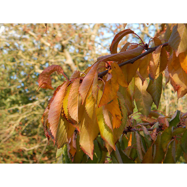 Prunus avium 'Lapins'