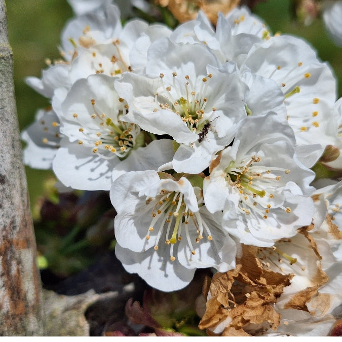 Prunus avium 'Stella'
