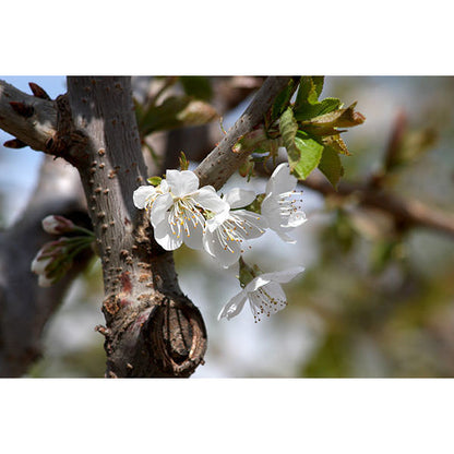 Prunus avium 'Sweet Heart'