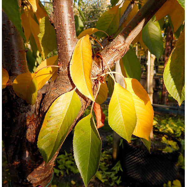 Prunus avium 'Sweet Heart'