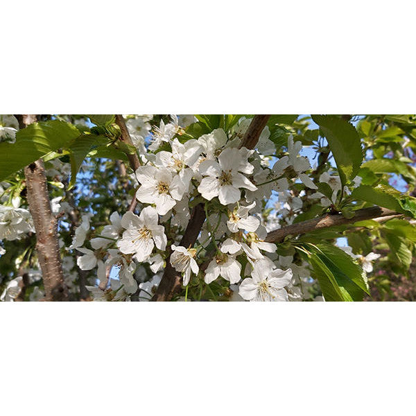 Prunus avium 'Sweet Heart'