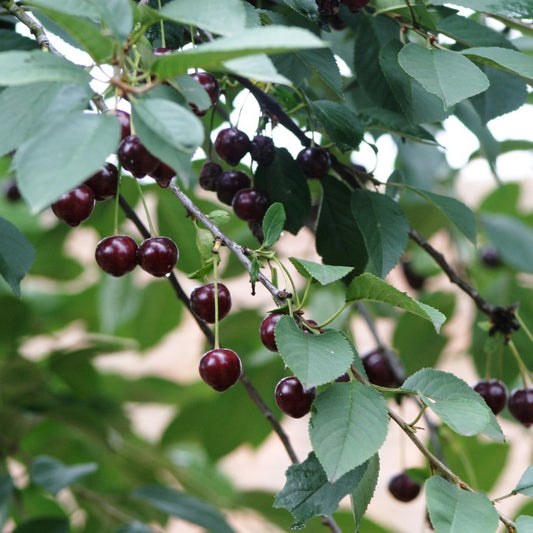 Prunus cerasus 'Morello'