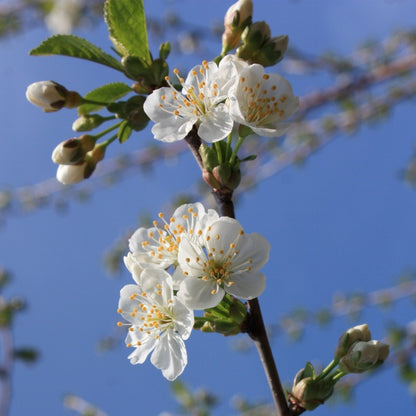 Prunus cerasus 'Morello'