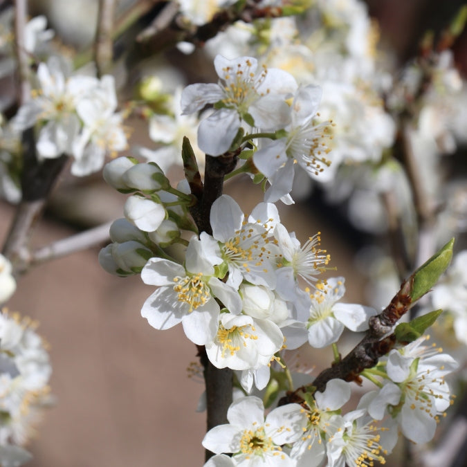 Prunus domestica 'Opal'