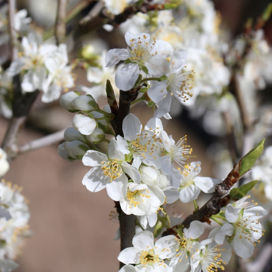 Prunus domestica 'Opal'