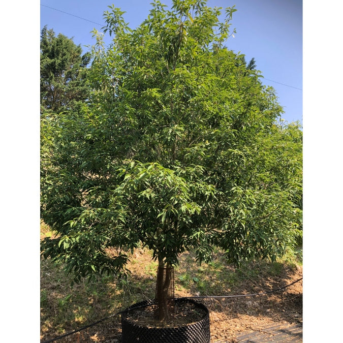 Quercus myrsinifolia