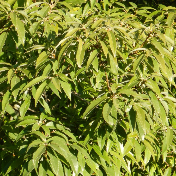 Quercus myrsinifolia