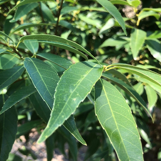 Quercus myrsinifolia