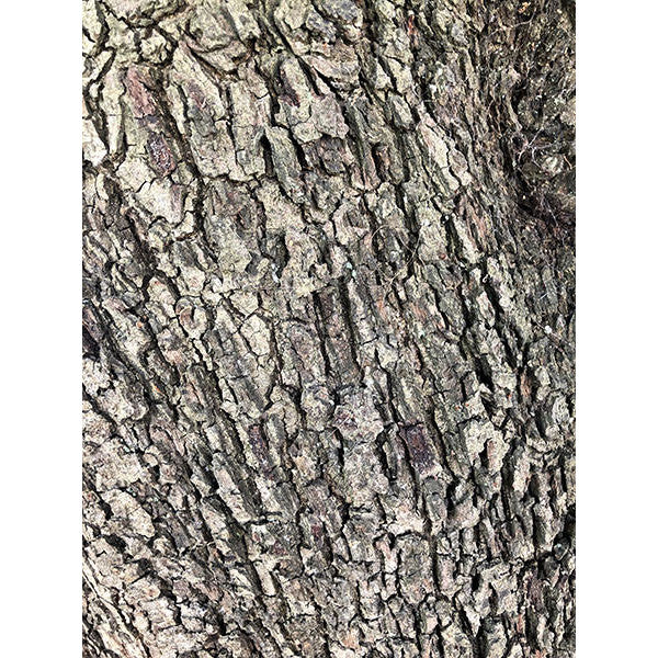 Quercus ilex (Pleached)