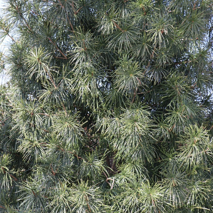 Sciadopitys verticillata