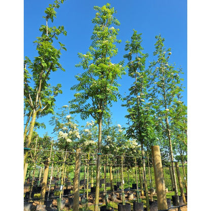 Sorbus 'Lombart's Golden Wonder'