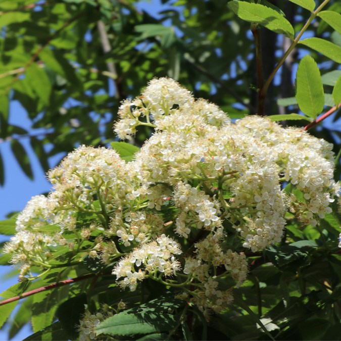 Sorbus 'Lombart's Golden Wonder'