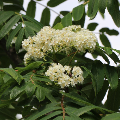 Sorbus 'Lombart's Golden Wonder'