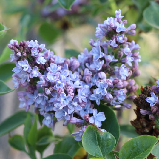 Syringa vulgaris 'Président Grévy'