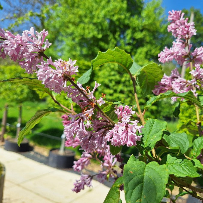 Syringa josikaea