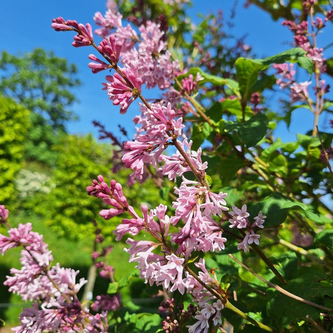 Syringa josikaea