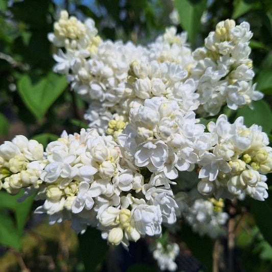 Syringa vulgaris 'Madame Lemoine'