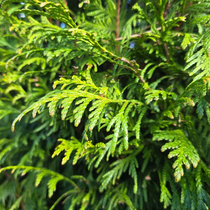 Thuja plicata 'Martin'