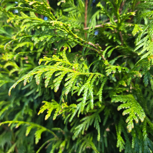 Thuja plicata 'Martin'