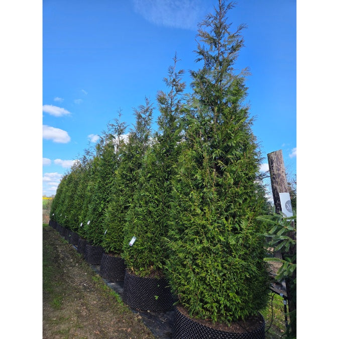 Thuja plicata 'Martin' – Majestic Trees