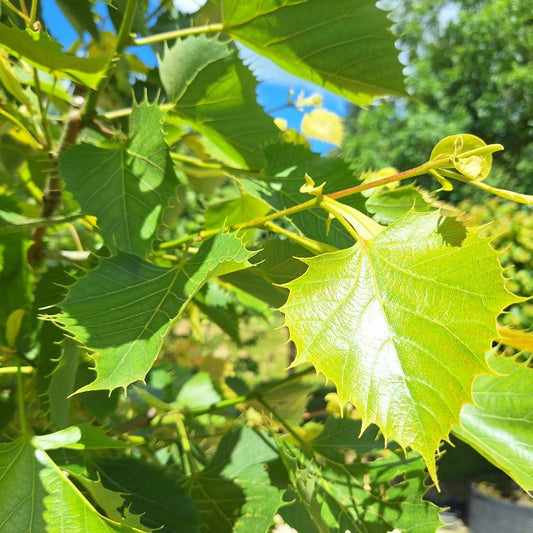 Tilia henryana